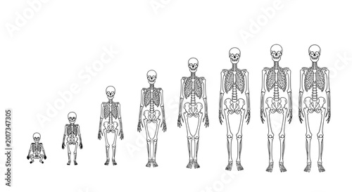 Illustration showing the growth stages of a human skeleton from infancy to adulthood in a sequential line on white.