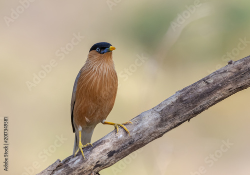 Canvas Print Alert Brahminy Myna on thorny perch.