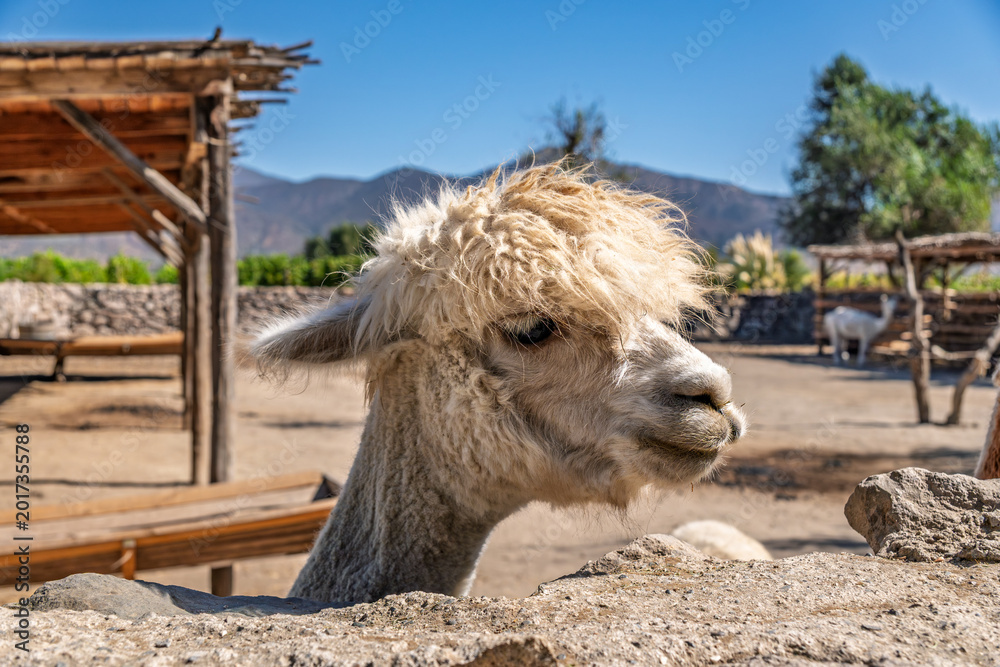 Fototapeta premium Close-up portrait of a fluffy white alpaca on a ranch with mountain landscape and wooden shelter in the background