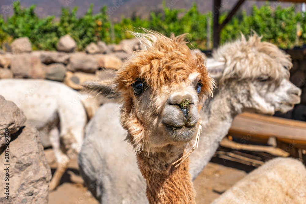Naklejka premium Close-up portrait of a brown alpaca with funny fluffy hair and grass on its nose on a farm
