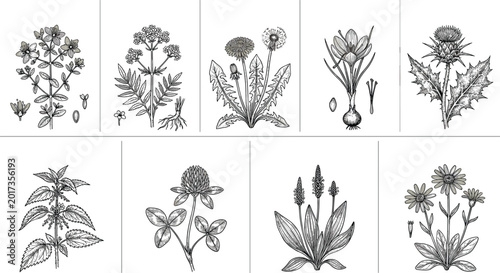 Bilde på lerret Vintage medicinal herb and botanical plant collection with engraved floral illus