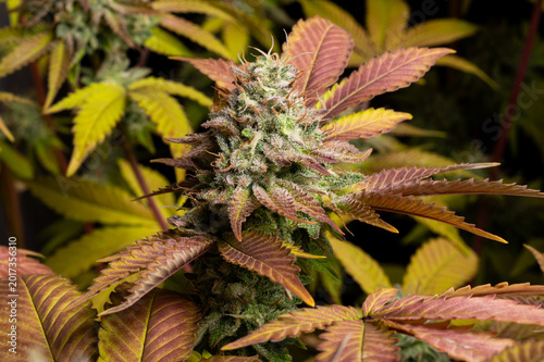 Flores de cannabis sobre fondo negro