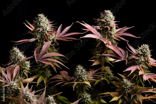 Flores de cannabis sobre fondo negro
