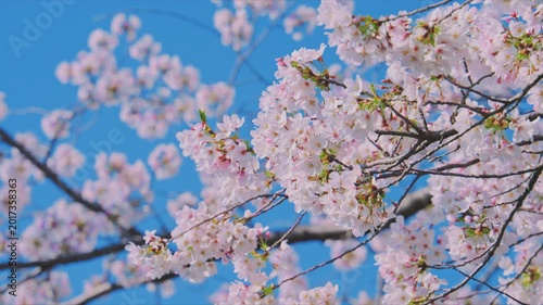 4K スローモーション　日本の春の風景、多摩川沿いの美しい桜並木と桜吹雪