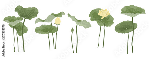 Foto Vector botanical illustration set of American yellow lotus or Nelumbo lutea with