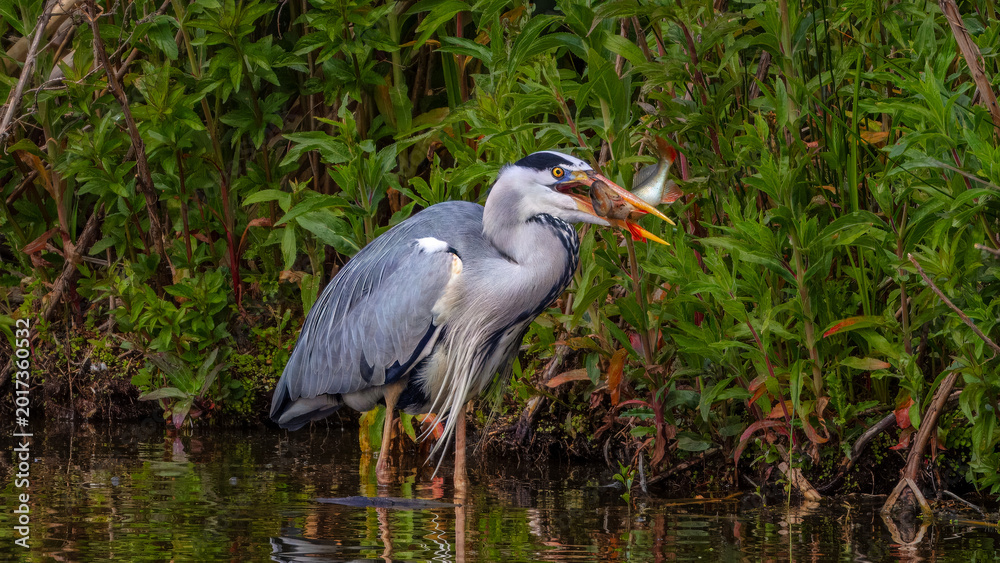 Fototapeta premium Grey heron (Ardea cinerea) with struggling perch (Perca fluviatilis) in its beak, standing in a shallow marsh