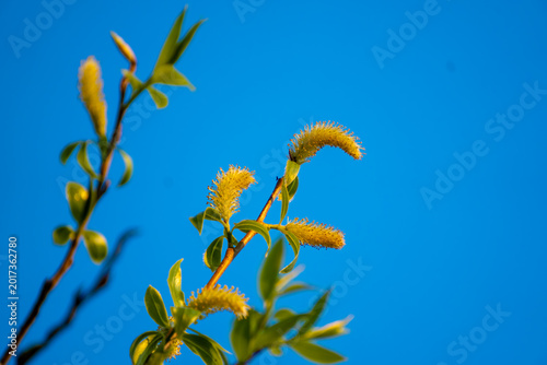 Detailed close up of vibrant fuzzy yellow willow catkins and delicate green leaves blooming on thin brown twigs against a solid brilliant blue sky during early spring morning.