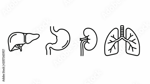Human Internal Organs Liver Stomach Kidney Lung.