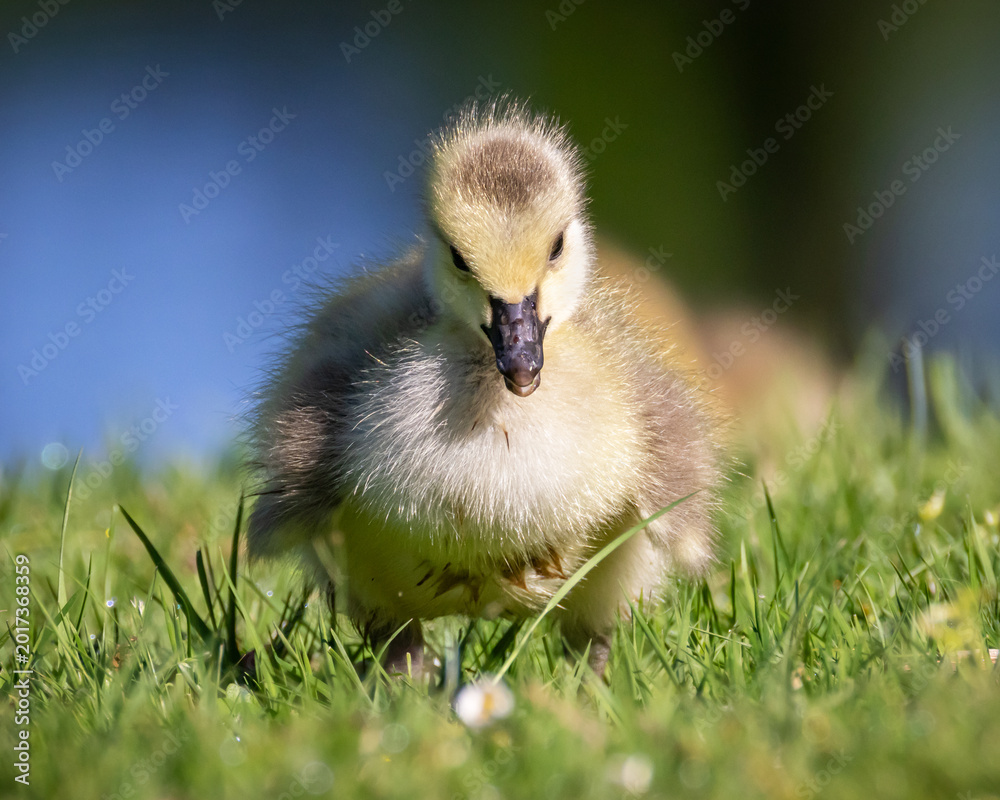 Obraz premium Canada Goose Gosling