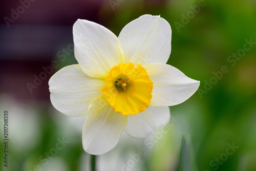 Konstfotografi Close-up of white daffodil with yellow center