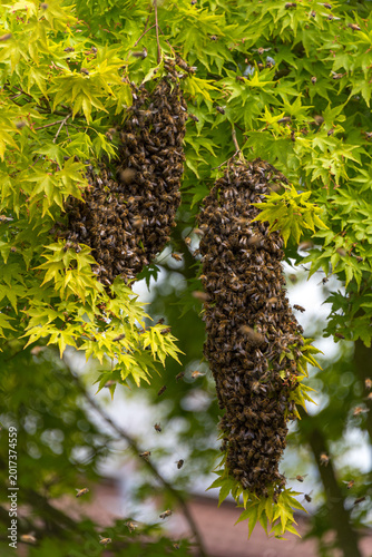 Tableau sur toile Swarm of bees invades garden during the May swarming season, settling on an Acer