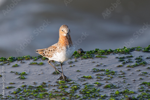 Obraz na plátne Portrait of Red-necked Stint in breeding plumage