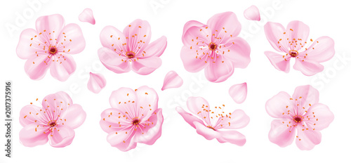 фотографія Pink cherry blossom flowers collection