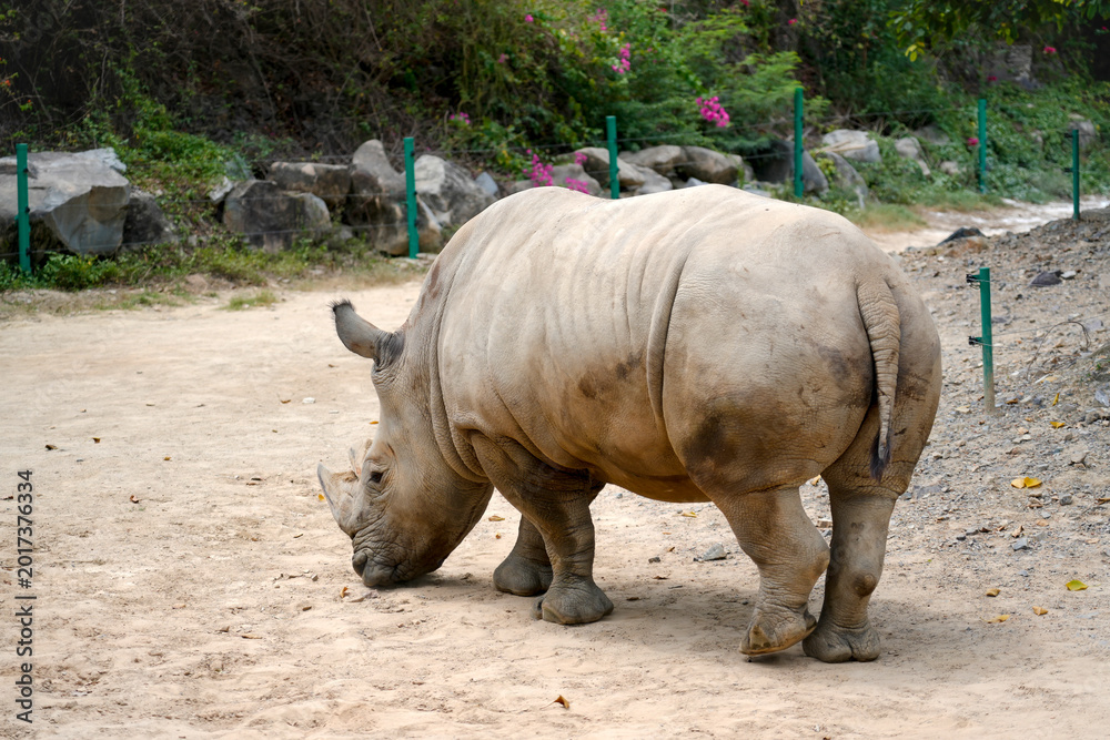 Naklejka premium Rhinoceros moves slowly on a sandy path in a wildlife park. The scene shows green plants and colorful flowers in the background during a sunny day
