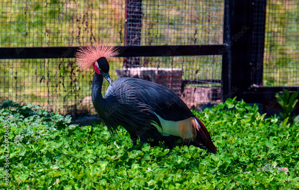 Obraz premium Crown crane walks in lush green grass