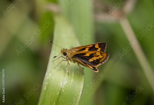 Hesperiidae It's a macro photography of insects.