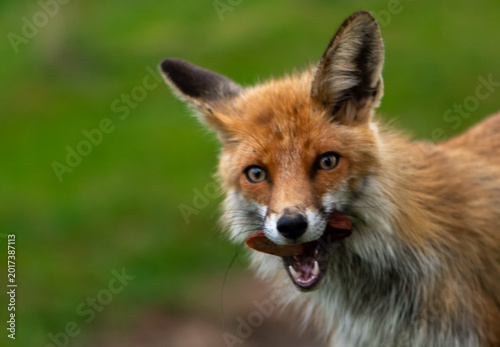 Wild Red Fox Carrying Food Through Spring Meadow