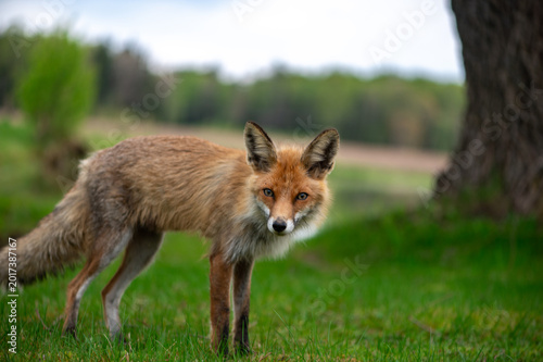 Curious Red Fox Standing In Green Countryside