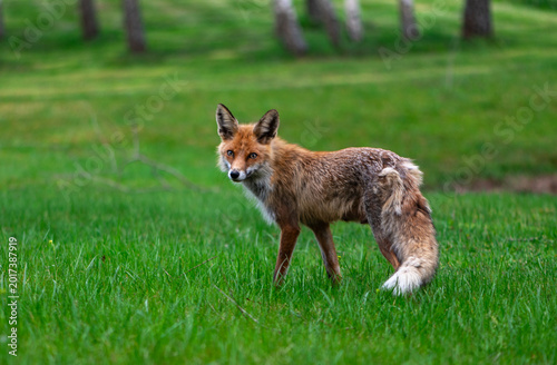 Young Red Fox Walking Through Green Meadow