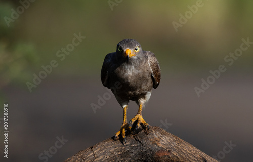 Foto Rufous-winged Buzzard (Butastur liventer) perched on a curved branch against a blurred green background