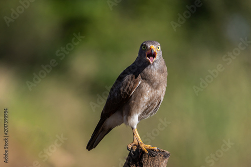 Foto Rufous-winged Buzzard (Butastur liventer) perched on a wood stump with open beak screaming