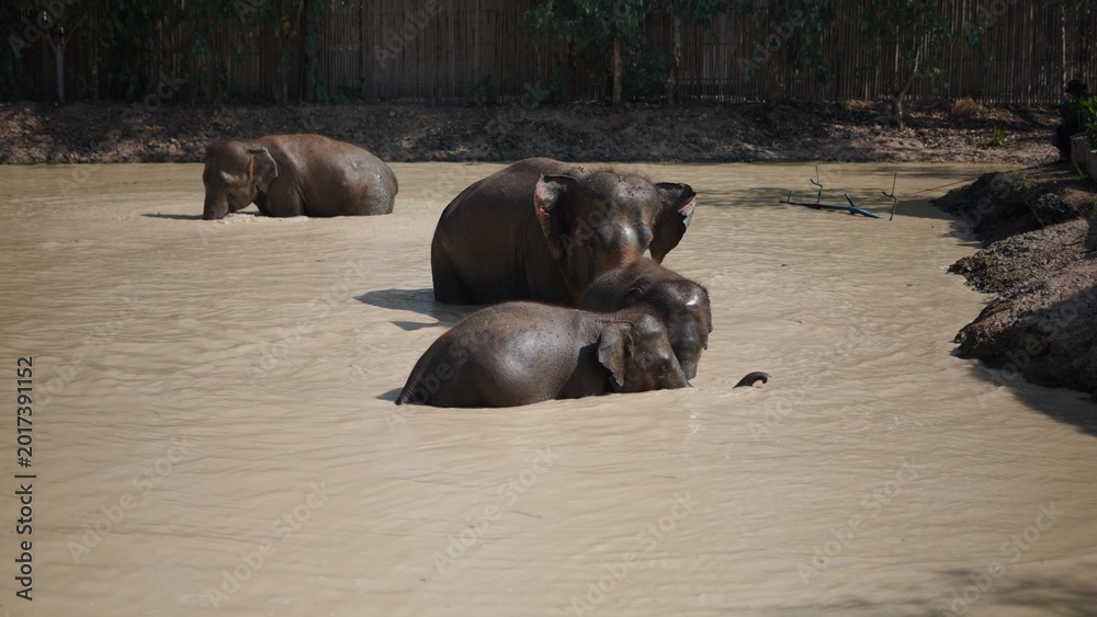 Fototapeta Asian elephant family taking a muddy bath, cooling off in a natural water pool