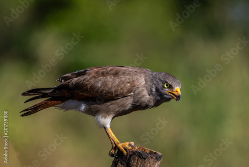 Rufous-winged Buzzard (Butastur liventer) perched on a wood stump with open beak screaming.