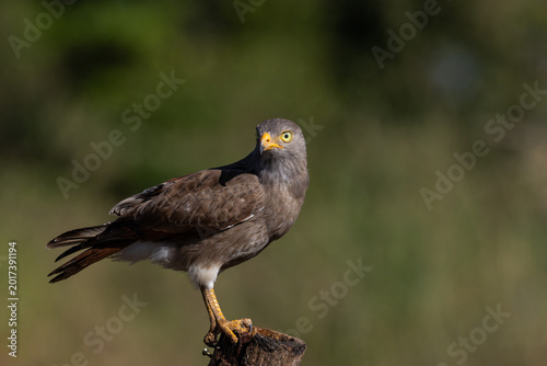 Foto Rufous-winged Buzzard (Butastur liventer) perched on a wood stump with open beak screaming