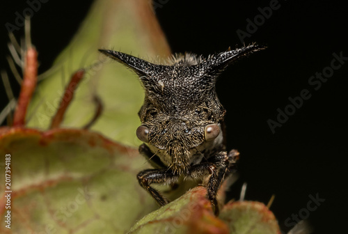 Strange treehopper macro close up shot.