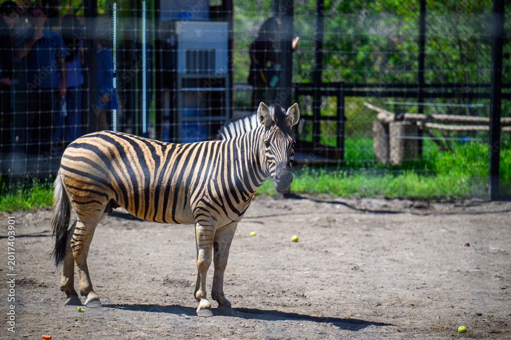 Fototapeta premium Adult zebra in zoo habitat