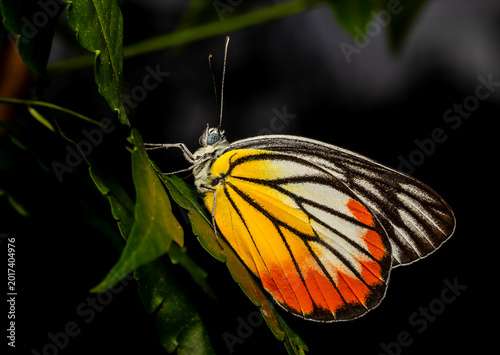Delias hyparete indica (Painted Jezebel) perched on a green leaf with dark black background.