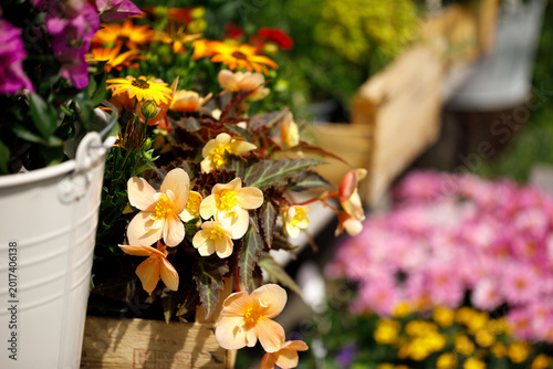 Фотография Outdoor Flower Garden Display with Potted Plants and Blooming Spring Flowers