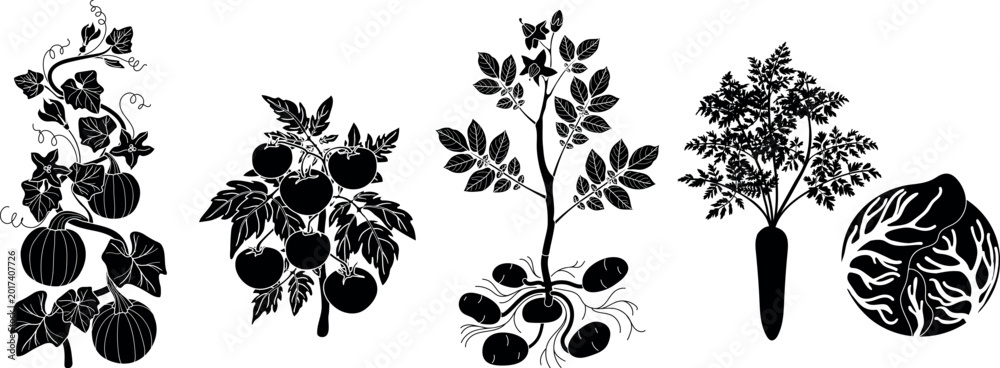 Fototapeta premium Black silhouette vegetable set with pumpkin, tomato, potato, carrot and cabbage vector illustration