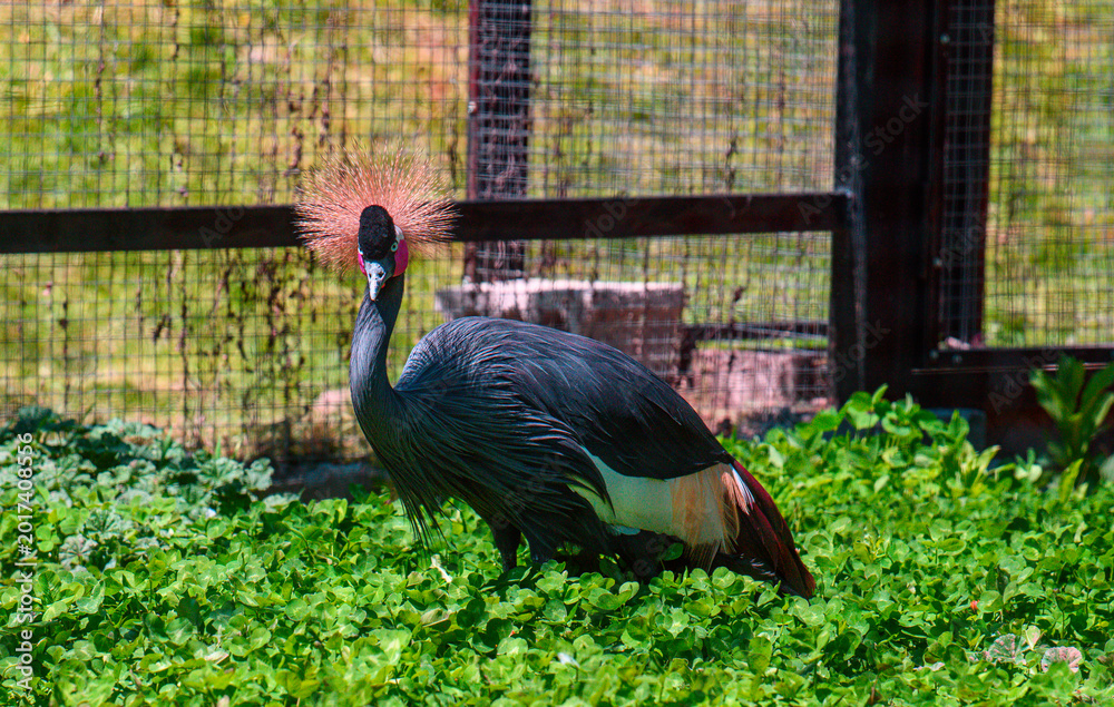 Fototapeta premium Crowned crane forages among dense green foliage near wire fence