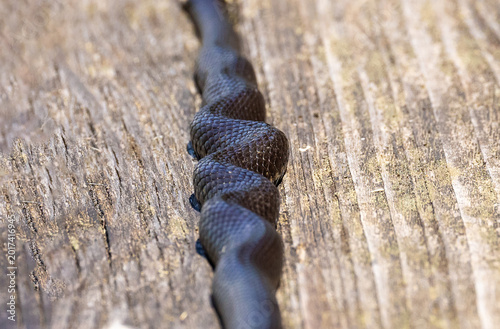 Bild auf Leinwand High angle view of a snake's body curling while moving, crinkled snake, wavy pos