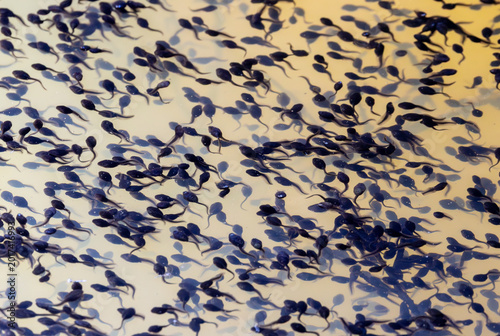 Tableau sur toile A large swarm of tadpoles swimming in a lake or pond, which are the larval stage