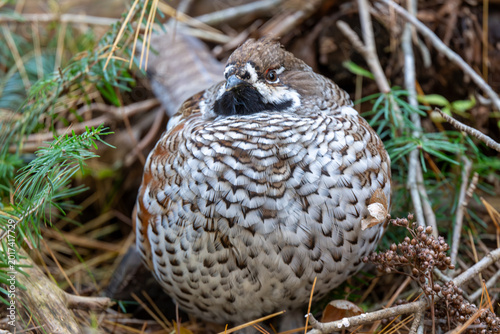 Fotografie Close up of male Hazel Grouse in the forest