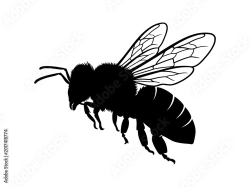 Tableau sur toile Bee silhouette on a white background detailed insect illustration