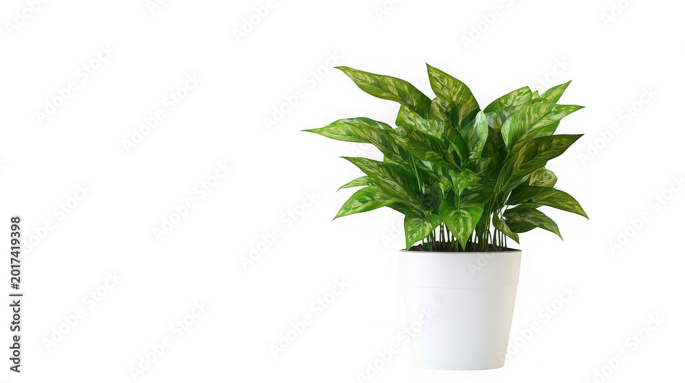 Fototapeta premium Potted green plant on white background