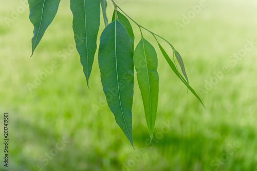Green eucalyptus leaves hanging from a branch with soft blurred natural background, fresh botanical concept, minimal nature scene with copy space and calming atmosphere