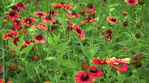 Natural beauty of pollination in a sunny garden setting at normal speed