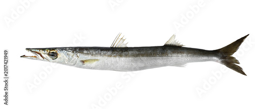 Photos European or Mediterranean barricade fish, sphyraena sphyraena isolated white bac