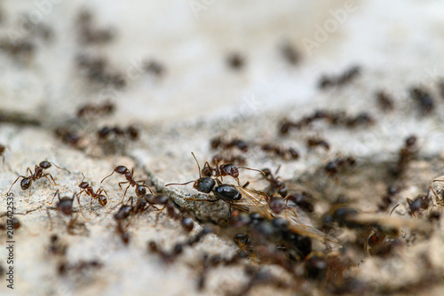 Close-up of ants working together on textured surface