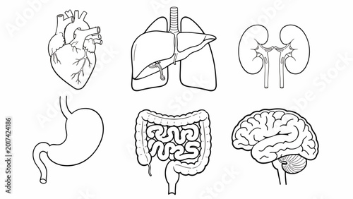 Human Internal Organs Anatomy Illustration.