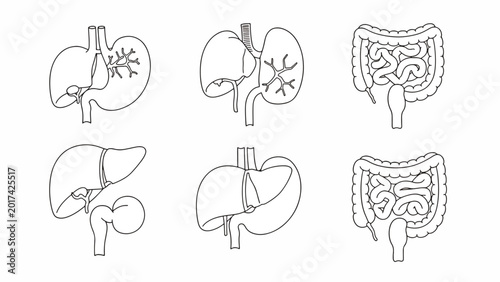 Human Kidney Anatomy Medical Illustrations.