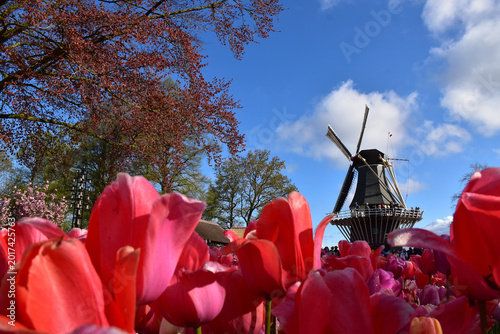 In the garden in spring, Keukenhof, Lisse, Netherlands