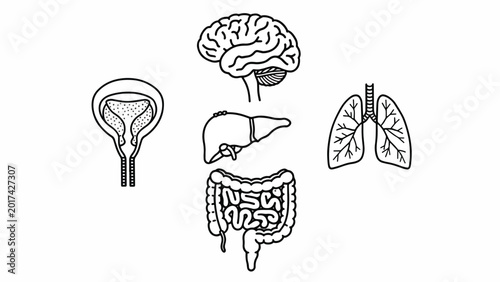 Human Internal Organs Anatomy Illustration.