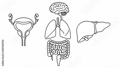 Human Internal Organs Anatomy Diagram.