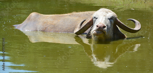 Fotografia The water buffalo (Bubalus bubalis), also called the domestic water buffalo or Asian water buffalo, is a large bovid originating in the Indian subcontinent and Southeast Asia