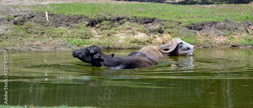 Quadro em tela The water buffalo (Bubalus bubalis), also called the domestic water buffalo or Asian water buffalo, is a large bovid originating in the Indian subcontinent and Southeast Asia